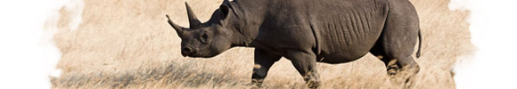 Видел Во Сне Носорог, К чему снится Носорог по Соннику